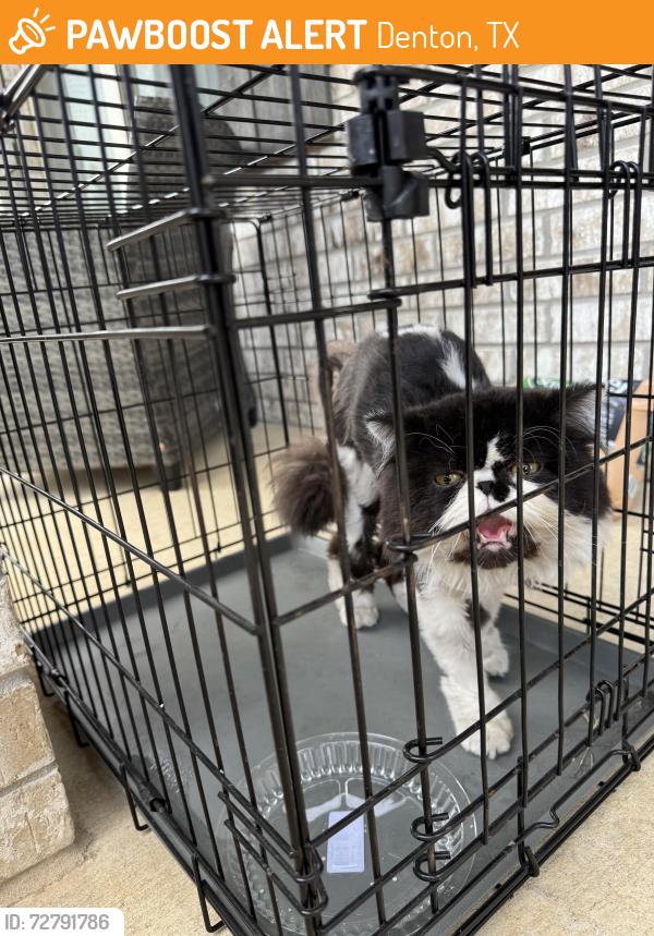 Found/Stray Unknown Cat last seen Dolores pl, Denton, TX 76208