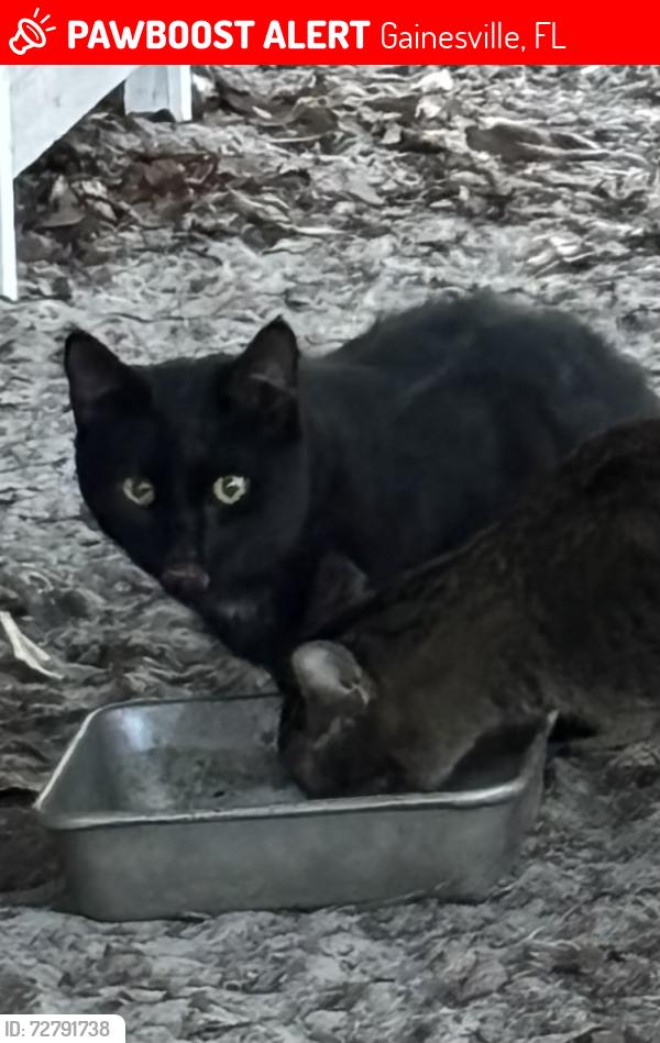 Lost Male Cat last seen Near Ave and St Rd 24. Gainesville Fl , Gainesville, FL 32609