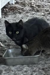 Lost Male Cat last seen Near Ave and St Rd 24. Gainesville Fl , Gainesville, FL 32609