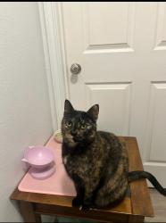 Lost Female Cat last seen Villagio apmts Building 14, San Marcos, TX 78666