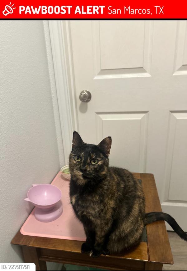 Lost Female Cat last seen Villagio apmts Building 14, San Marcos, TX 78666