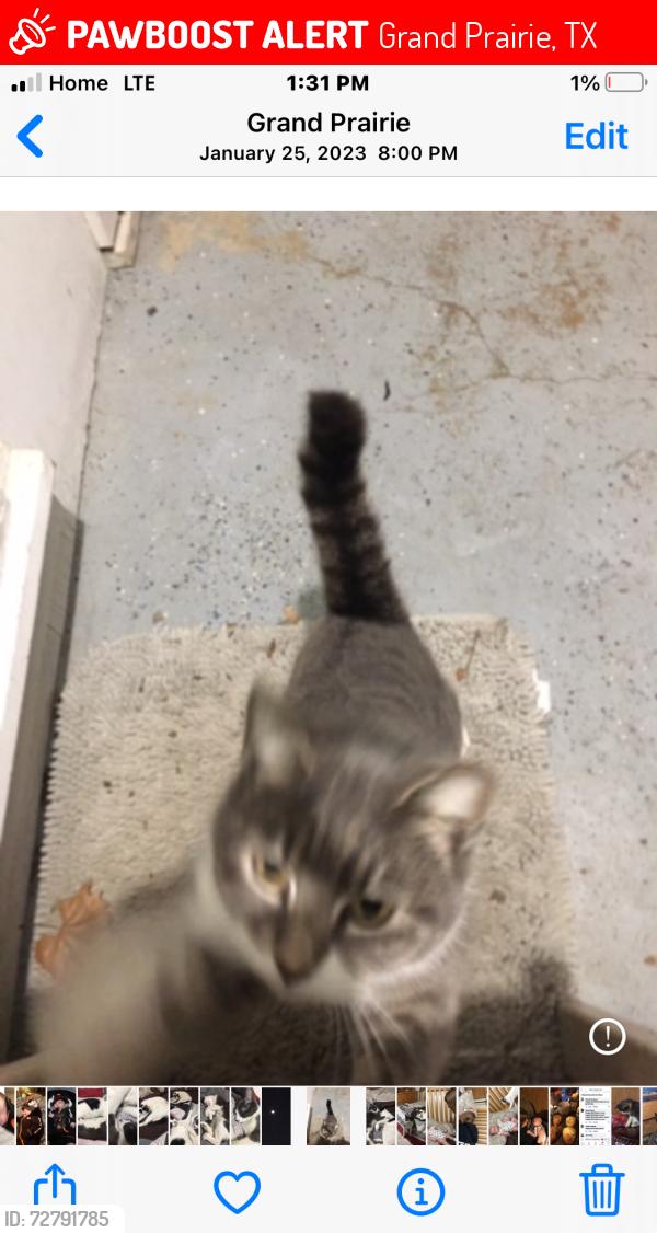 Lost Female Cat last seen Pioneer, Grand Prairie, TX 75051