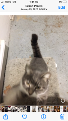 Lost Female Cat last seen Pioneer, Grand Prairie, TX 75051
