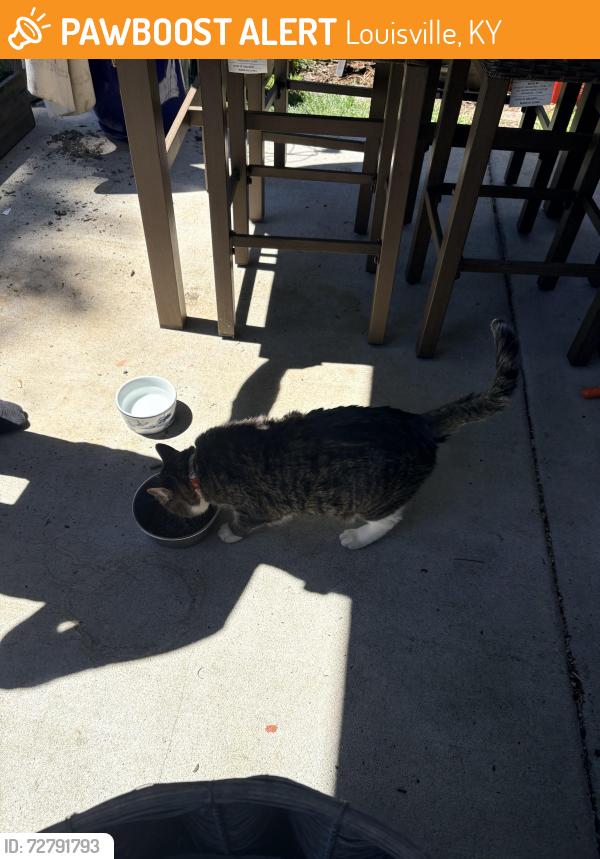 Found/Stray Unknown Cat last seen Mary and Swan Streets, Louisville, KY 40204