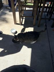 Found/Stray Unknown Cat last seen Mary and Swan Streets, Louisville, KY 40204