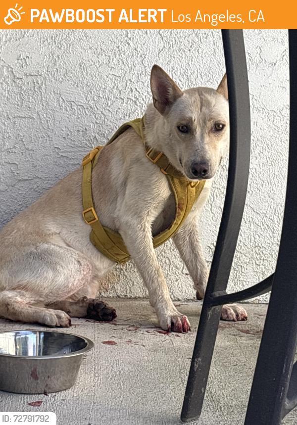 Found/Stray Unknown Dog last seen Kelton & Charknock, Los Angeles, CA 90034