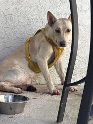 Found/Stray Unknown Dog last seen Kelton & Charknock, Los Angeles, CA 90034
