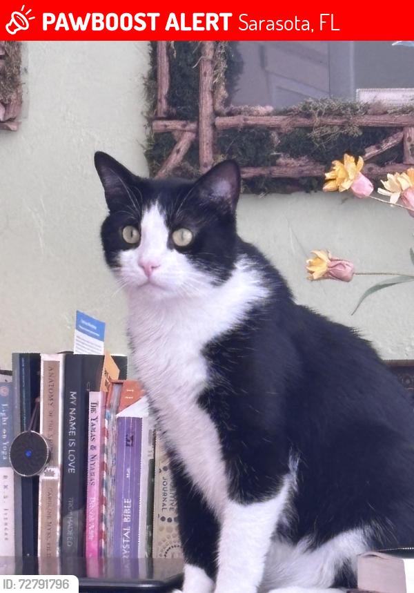 Lost Male Cat last seen Bay/wood, Sarasota, FL 34237