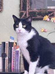 Lost Male Cat last seen Bay/wood, Sarasota, FL 34237