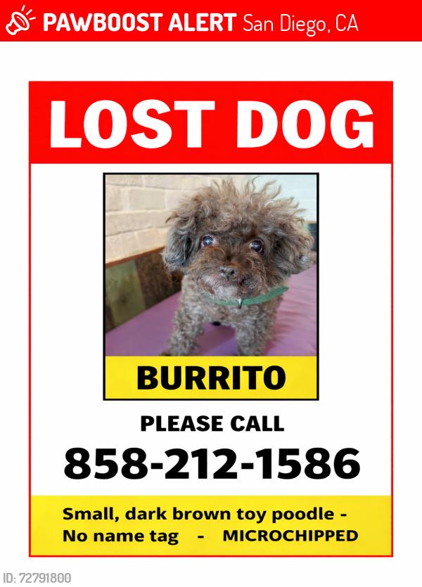 Lost Female Dog last seen Jupiter Street, San Diego, CA 92103