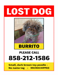 Lost Female Dog last seen Jupiter Street, San Diego, CA 92103