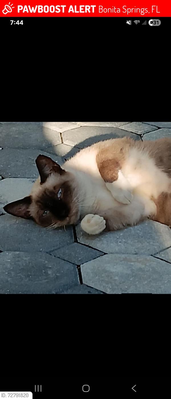 Lost Male Cat last seen Sandy hollow lane and bird point ct, Bonita Springs, FL 34135