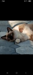 Lost Male Cat last seen Sandy hollow lane and bird point ct, Bonita Springs, FL 34135