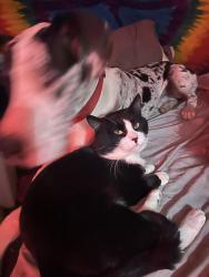 Lost Male Cat last seen Downtown manitou, lovers lane, Lafayette road, Manitou Springs, CO 80829