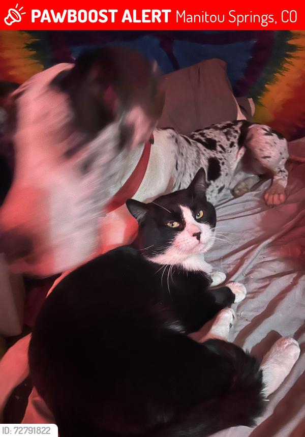 Lost Male Cat last seen Downtown manitou, lovers lane, Lafayette road, Manitou Springs, CO 80829