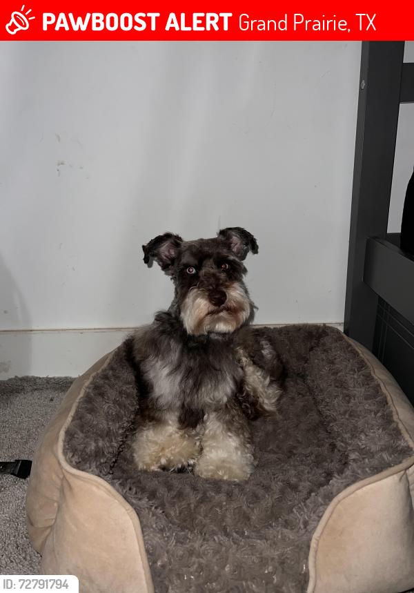 Lost Male Dog last seen NE 33rd st near e main st , Grand Prairie, TX 75050