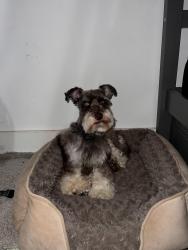 Lost Male Dog last seen NE 33rd st near e main st , Grand Prairie, TX 75050