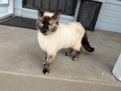 Found/Stray Female Cat last seen Power Inn and Fruitridge, Sacramento, CA 95820