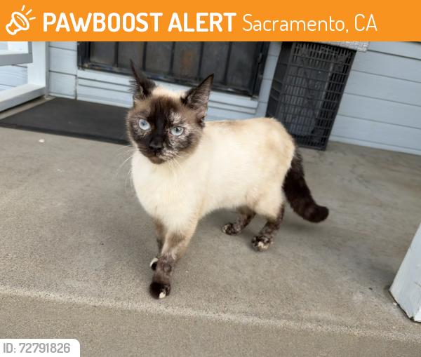 Found/Stray Female Cat last seen Power Inn and Fruitridge, Sacramento, CA 95820
