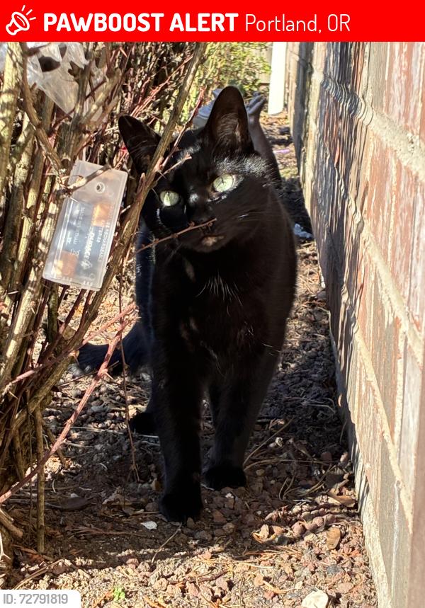 Lost Male Cat last seen Near ne 181st ave, Portland, OR 97230