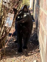 Lost Male Cat last seen Near ne 181st ave, Portland, OR 97230