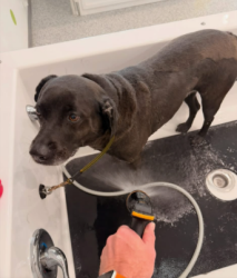 Lost Female Dog last seen girvin road, Jacksonville, FL 32246