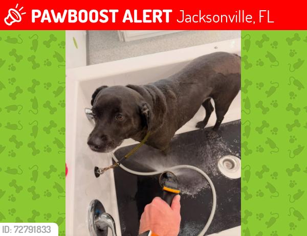 Lost Female Dog last seen girvin road, Jacksonville, FL 32246