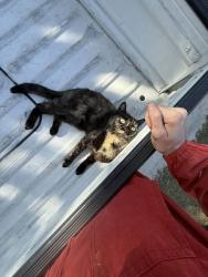 Lost Female Cat last seen Inwood Dr, Pasco County, FL 34667