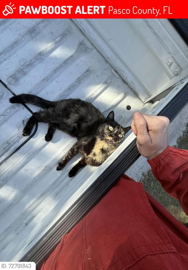 Lost Female Cat last seen Inwood Dr, Pasco County, FL 34667