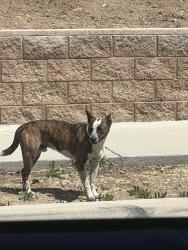 Found/Stray Male Dog last seen In the neighborhood next to Patriot High School, Riverside, CA 92509
