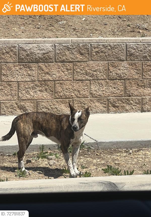 Found/Stray Male Dog last seen In the neighborhood next to Patriot High School, Riverside, CA 92509