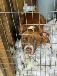 Found/Stray Female Dog last seen Grand St, Orlando, FL 32805