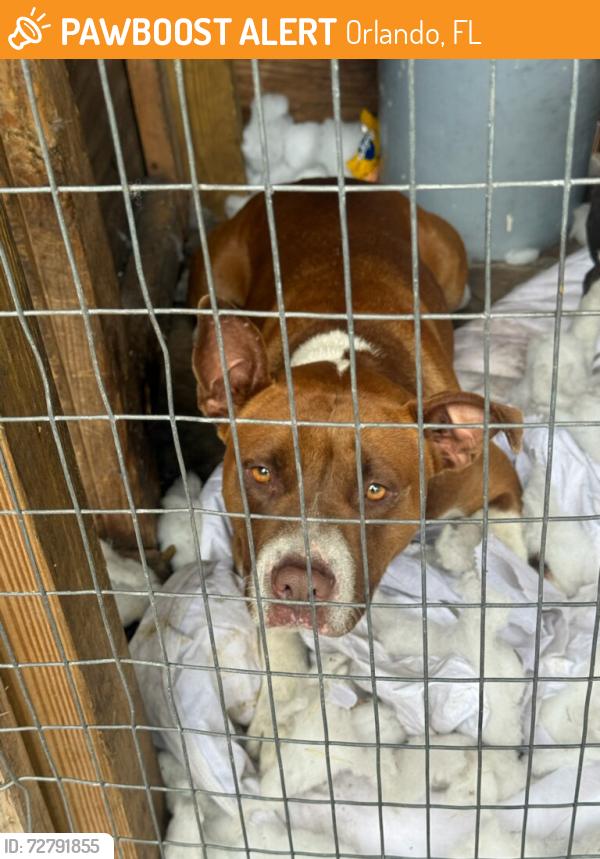 Found/Stray Female Dog last seen Grand St, Orlando, FL 32805