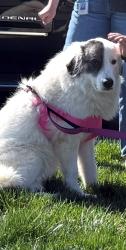 Lost Female Dog last seen Midlothian & N Arch, Chesterfield County, VA 23235