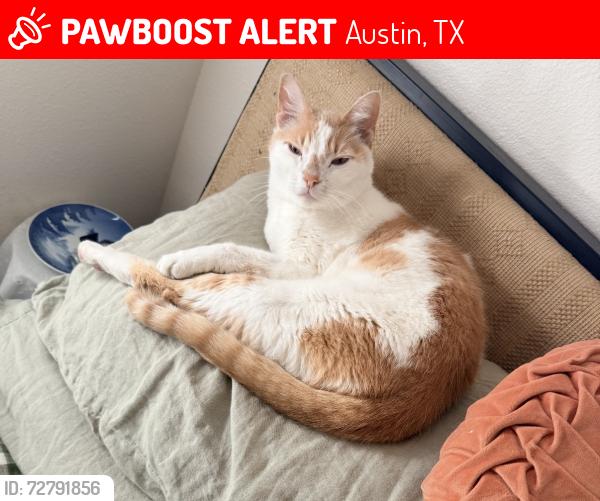 Lost Male Cat last seen Loganberry & Blackberry drive, Austin, TX 78745