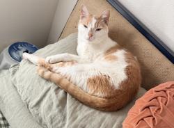 Lost Male Cat last seen Loganberry & Blackberry drive, Austin, TX 78745
