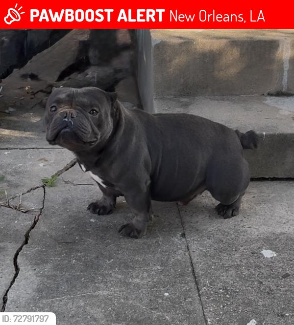 Lost Male Dog last seen Burdette and fig street and burdette and Earhart blvd, New Orleans, LA 70125