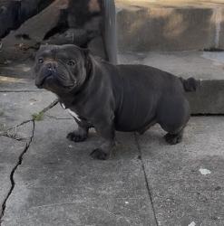 Lost Male Dog last seen Burdette and fig street and burdette and Earhart blvd, New Orleans, LA 70125
