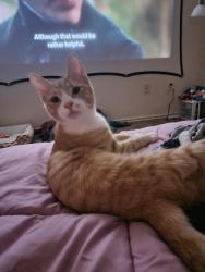 Lost Male Cat last seen Data Center parking lot, Abilene, TX 79601