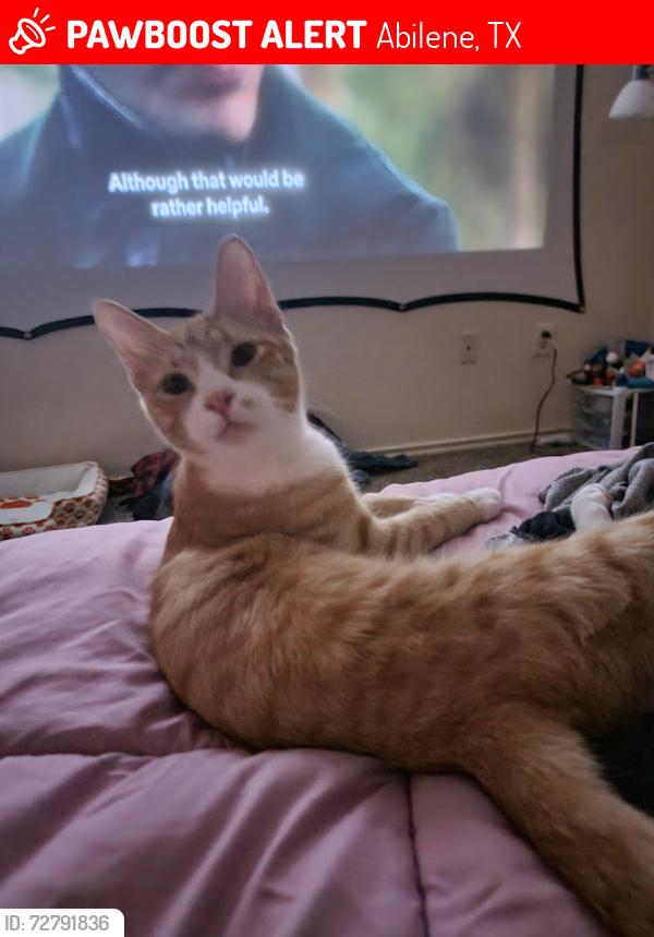 Lost Male Cat last seen Data Center parking lot, Abilene, TX 79601