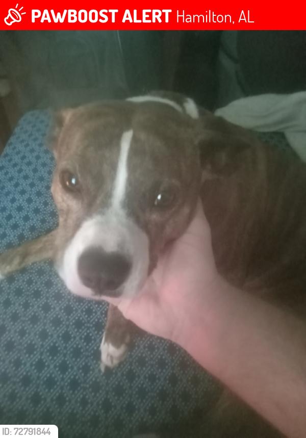 Lost Female Dog last seen Co rd 94 / co rd 96 / co rd 436, Hamilton, AL 35570