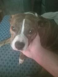 Lost Female Dog last seen Co rd 94 / co rd 96 / co rd 436, Hamilton, AL 35570