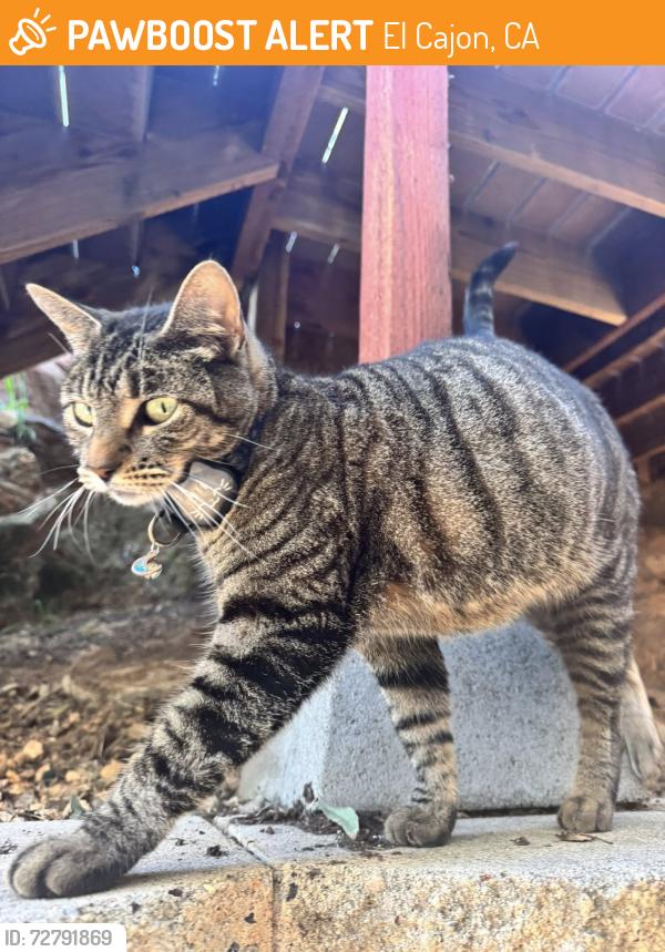 Found/Stray Female Cat last seen harbison Canyon rd, El Cajon, CA 92019