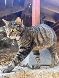 Found/Stray Female Cat last seen harbison Canyon rd, El Cajon, CA 92019