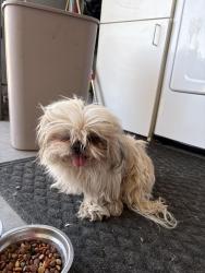 Found/Stray Male Dog last seen Warm springs and paradise , Las Vegas, NV 89119