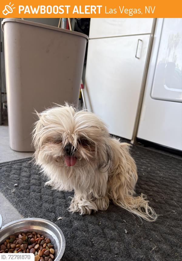 Found/Stray Male Dog last seen Warm springs and paradise , Las Vegas, NV 89119
