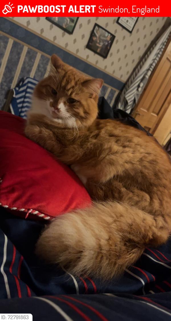 Lost Male Cat last seen Stratton crossroads, Swindon, England 