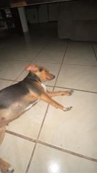 Lost Female Dog last seen Near Samson Park between 4-7 Pm she is already adopted and needs to return to her rightful owner., Fort Worth, TX 76114