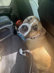 Found/Stray Female Dog last seen Hampshire , Thousand Oaks, CA 91362