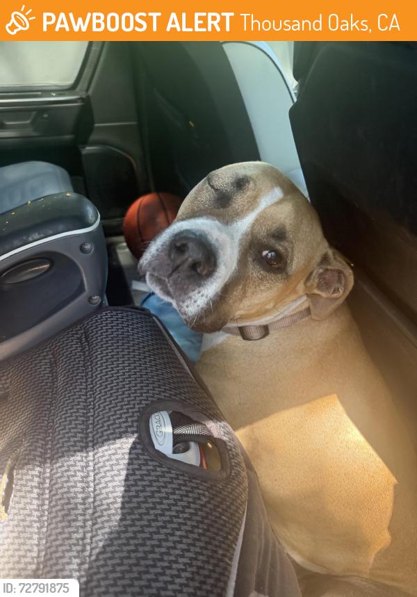 Found/Stray Female Dog last seen Hampshire , Thousand Oaks, CA 91362